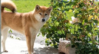 Success Story - 10.28.2021 Shiba early retirement