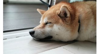 Vision log 1090 - What should you do if you’re waiting for the low price for Shiba? Xfund, Fund, Hbar,  Pawswap, Coti, Dent, Safemoon