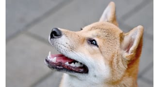 Vision log 1257 PART 5 - Price prediction for Shiba and Doge charts from my guides