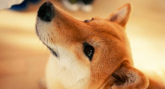 Vision log 1320- New collection of Shiba predictions